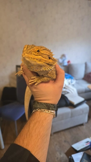 Bartargame mit Terrarium und Zubehör 