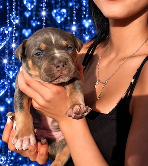 American Bully