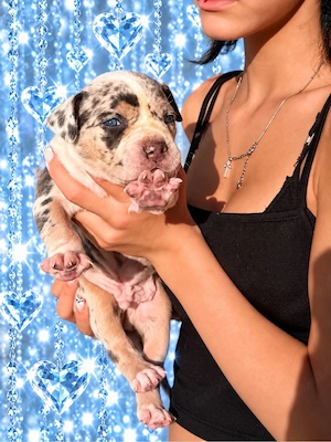 American Bully  