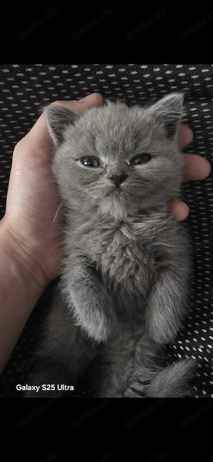 Süßes reinrassiges British Shorthair (BKH) Kitten in Blue