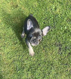 Französische Bulldogge Welpe weiblich mit  Nase Alternative Französische Bulldogge