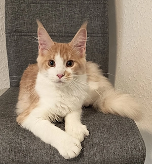 Meine coon kitten 