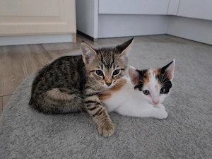 Kitten Katzen Hauskatzen Europäisch Kurzhaar Glückskatze und Tabby Babykatze