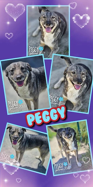 Traumhündin Peggy (lieb, sozial, verträglich, menschenbezogen, hübsch uvm.) sucht ein Zuhause