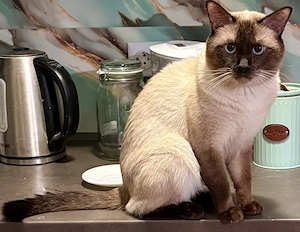              Junger schöner Siam-Kater aus Frankfurt am Main sucht die Katzen