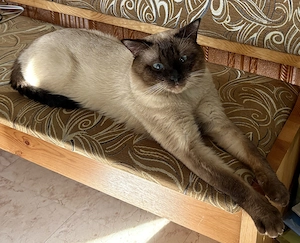              Junger schöner Siam-Kater aus Frankfurt am Main sucht die Katzen