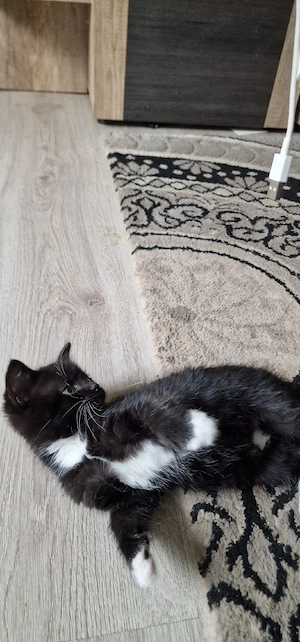 beby katze  Bild 2