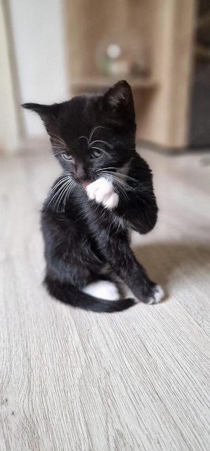 beby katze  Bild 3