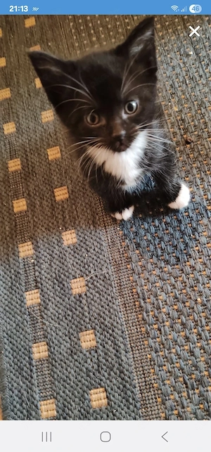 beby katze 