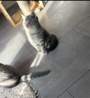 kitten 11 wochen 