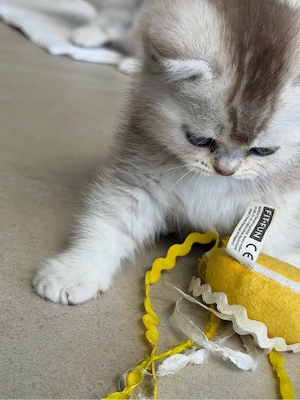 BKH Kitten   