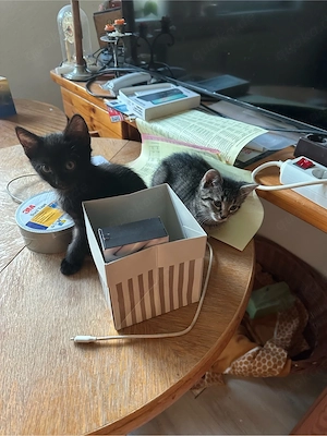 Junge Katzen