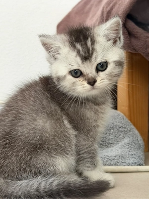 BKH Kitten noch 1 Katerchen frei 