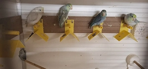 Sperlingpapagein 