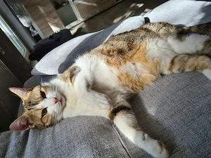 Kater Felix