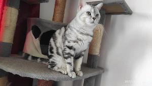 Reinrassiger BKH Kater Deckkater