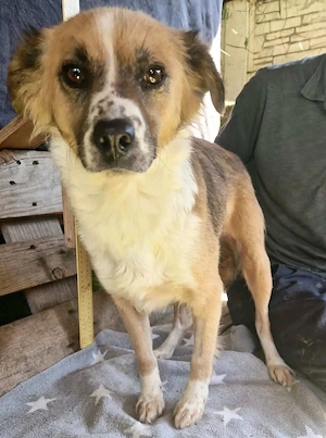 Romy, sanfte Schmusemaus sucht ihre Familie