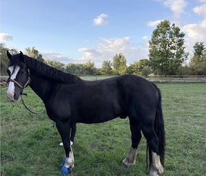 Welsh Cob D Sektion Wallach 