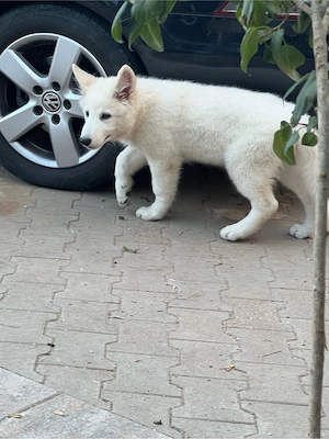 Schweizer Schäferhund 
