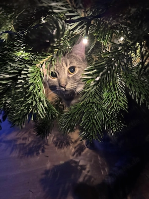 Katze sucht liebevolles Zuhause 