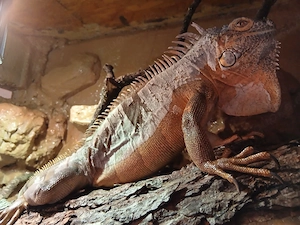 Leguan zu verkaufen