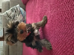 Yorkshire Terrier Welpe