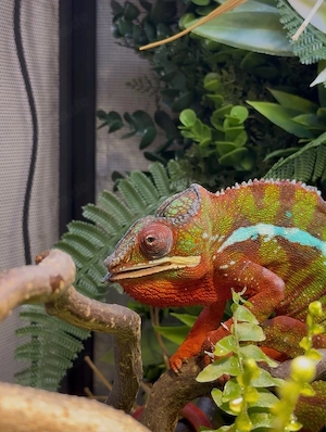 Terrarium inklusive Bewohner 