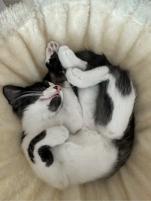 maine coon kitten