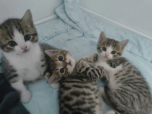 Bengal Mix Kitten