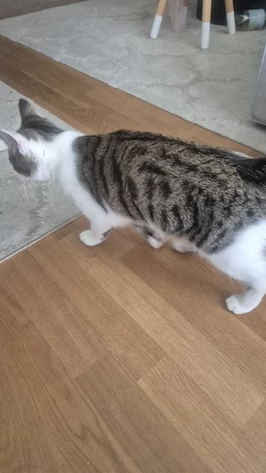 Kater 5 Monate 