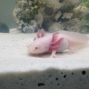 Axolotl Jungtiere