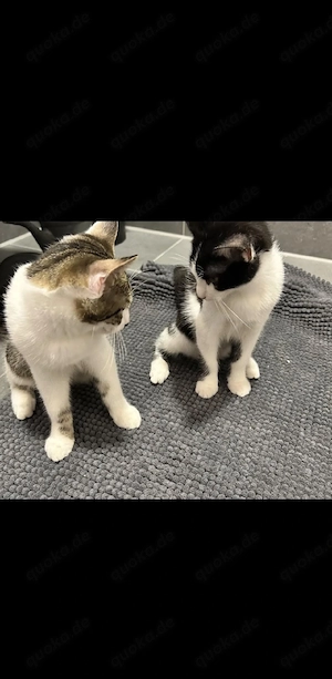 2 Kater 5 Monate Katzen