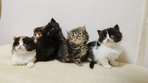 Bkh Perser kitten 