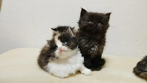 Bkh Perser kitten 
