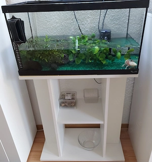 Axolotl+Aquarium und Tisch