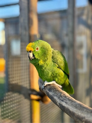Gelbstirn-Amazonen-Pärchen in Liebevolle Hände abzugeben.