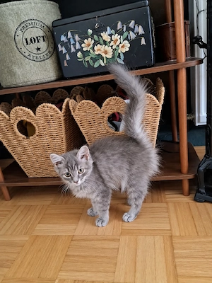 Waldkatze Kätzchen Kitten Baby