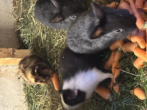 Kaninchen hasen junge 