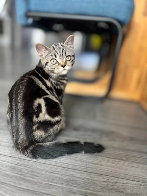 Reinrassiges BKH Kitte Mädchen