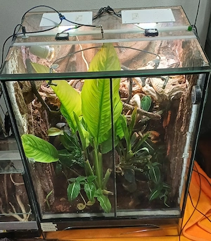 Tropenterrarium 80x60x50