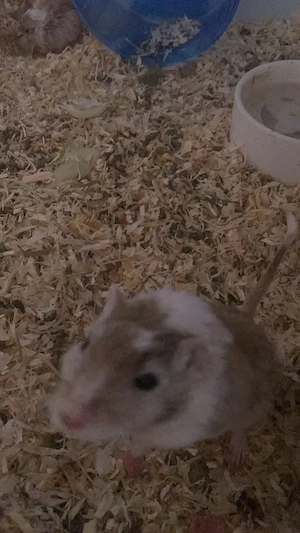 4 rennmaus böcke mit gehege 