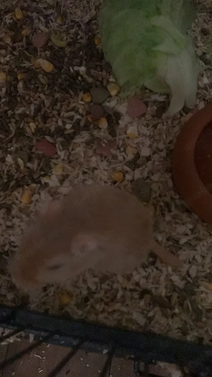4 rennmaus mädels suchen zusammen