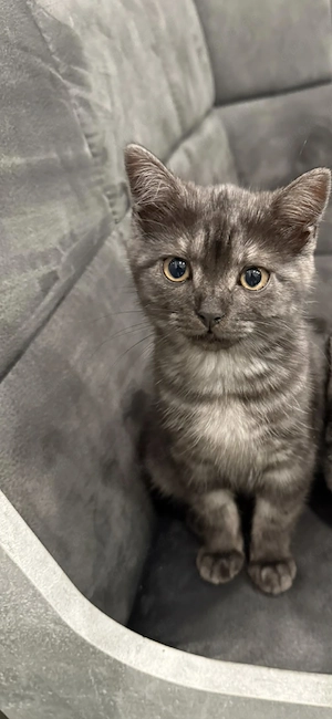 mischlings katzen zu verkaufen 