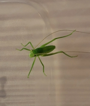 Siliquofera Grandis-Riesenblattschrecken 