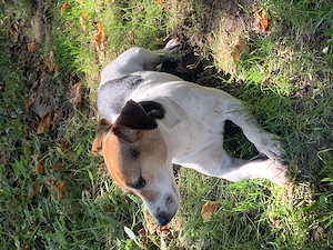 Junge(5j) Jack Russell Hündin 