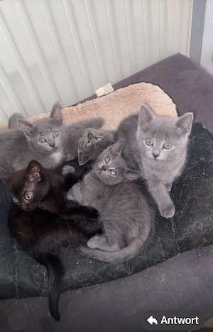 Katzen Baby 