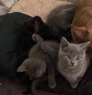 Katzen Baby 