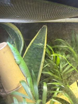 Phelsuma Grandis 1.0 mit Terrarium