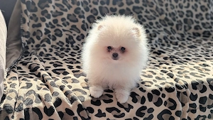 Pomeranian Zwergspitz Rüde 