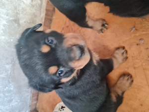Rottweilerwelpen